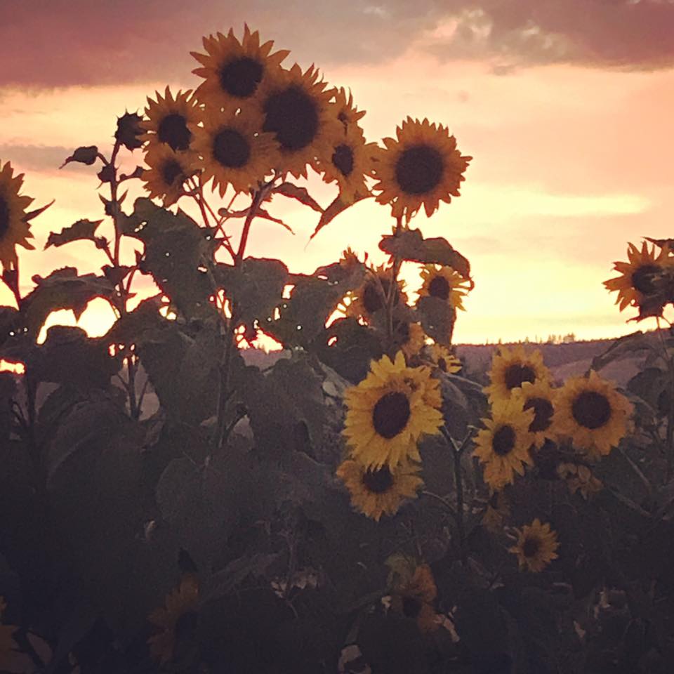 henneke farm SUNFLOWERS